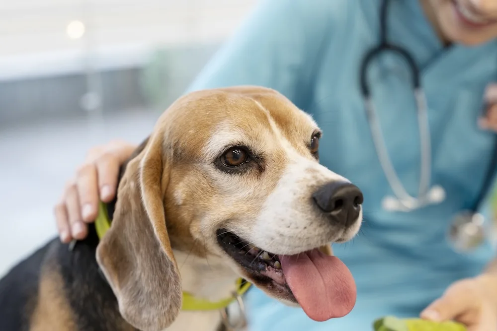Veterinary IT Support and services