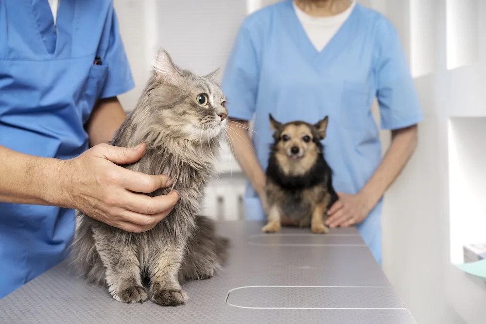 Veterinary IT Support