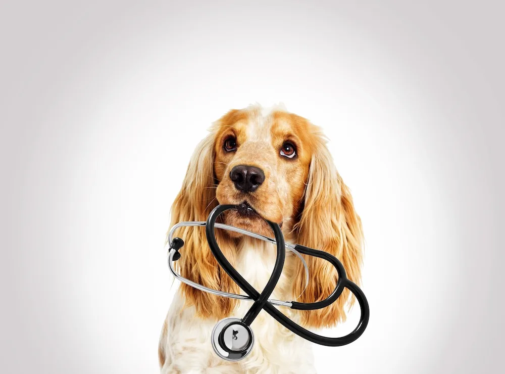 Veterinary IT Support