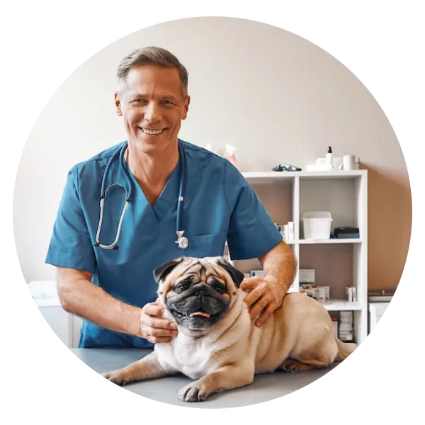 Veterinary IT Support